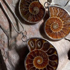 تصویر فسیل آمونیت 