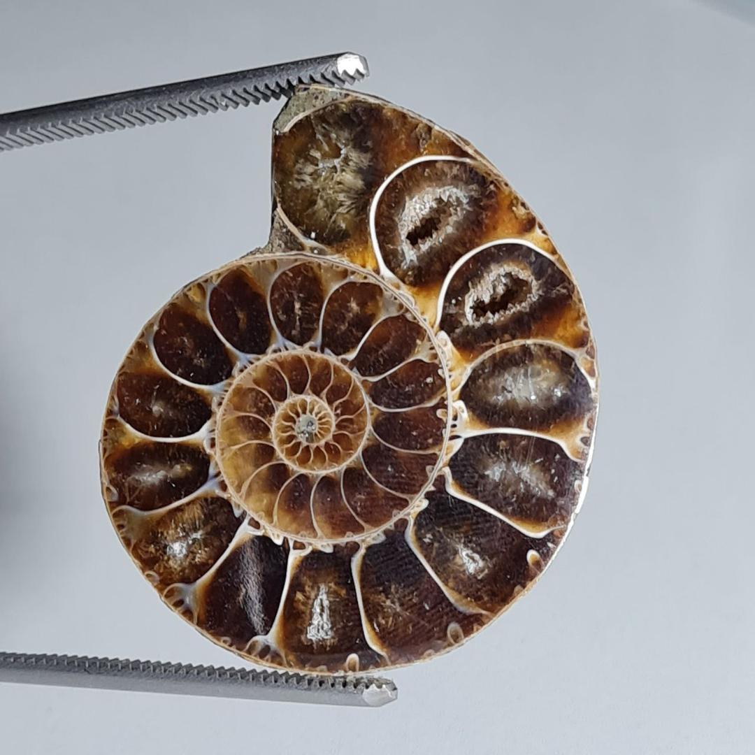 فسیل آمونیت - Image 2