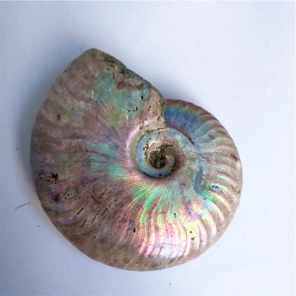 آمونیت اوپالیزه